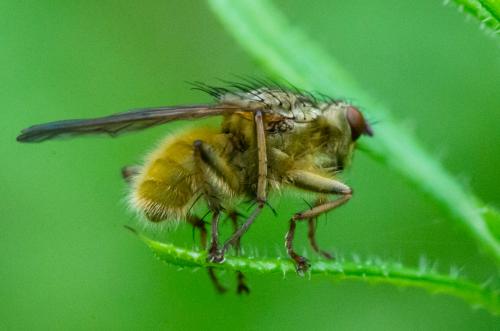Scathophaga stercoraria